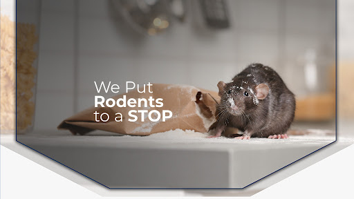 Rodents Stop - Rodent & Attic Cleaning Company