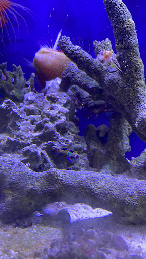 Tropical Fish Store «House of Fins», reviews and photos, 99 Bruce Park Ave, Greenwich, CT 06830, USA