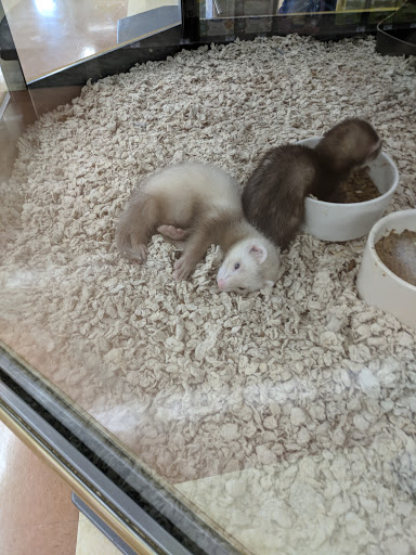 Pet Supply Store «Petco Animal Supplies», reviews and photos, 317 E Trenton Rd, Edinburg, TX 78539, USA