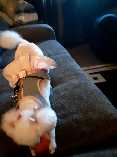 Pet Supply Store «PetSmart», reviews and photos, 10164 Colerain Ave, Cincinnati, OH 45251, USA