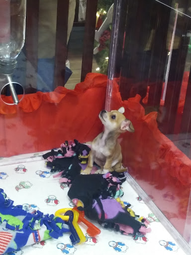 Pet Store «Charm City Puppies», reviews and photos, 8205 Snowden River Pkwy, Columbia, MD 21045, USA