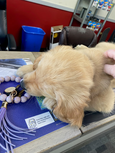 Auto Repair Shop «Zahntech Import Automotive», reviews and photos, 15215 NE 90th St, Redmond, WA 98052, USA