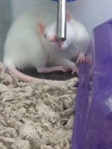 Pet Supply Store «Petco Animal Supplies», reviews and photos, 13127 N Dale Mabry Hwy, Tampa, FL 33618, USA