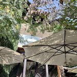 Photo n°2 de l'avis de W.P... fait le 12/10/2023 à 12:36 sur le  Saxifraga à Tirol