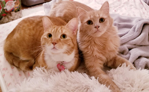 Pet Supply Store «Pet Supplies Plus», reviews and photos, 601 Portion Rd, Lake Ronkonkoma, NY 11779, USA