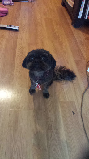 Pet Supply Store «PetSmart», reviews and photos, 238 Atlantic Ave, Brooklyn, NY 11201, USA