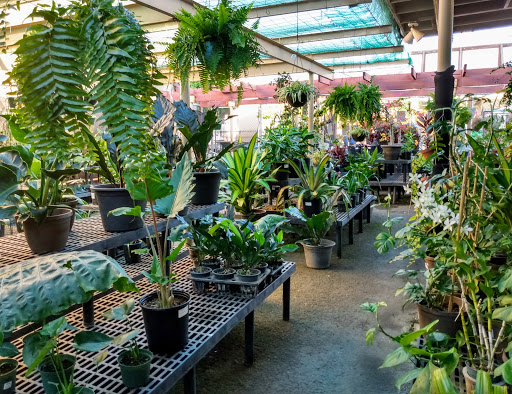 Cheap plants Honolulu