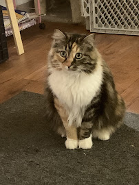 Pueblo Animal Urgent Care - Photo 2 - Car repair in Pueblo, CO, Pueblo