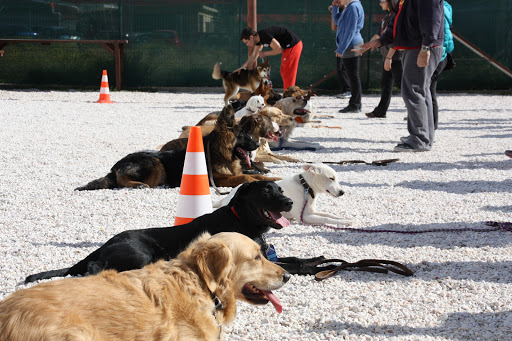 Ελληνικό Κέντρο Εκπαίδευσης Σκύλων