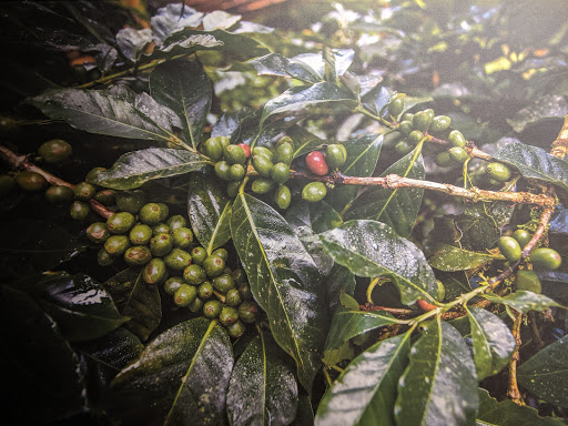 Coffee Shop «Starbucks», reviews and photos, 8869 Brecksville Rd, Brecksville, OH 44141, USA