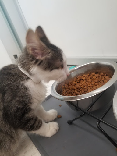 Pet Supply Store «Petco Animal Supplies», reviews and photos, 1824 E Katella Ave, Orange, CA 92867, USA