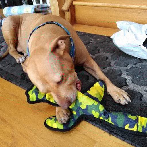 Pet Supply Store «Pet Supplies Plus», reviews and photos, 3205 W 115th St, Merrionette Park, IL 60803, USA