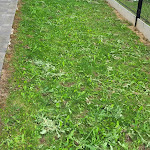 Photo n° 1 de l'avis de Serge.I fait le 06/05/2024 à 09:46 pour CARNEL PAYSAGES à Hamelincourt