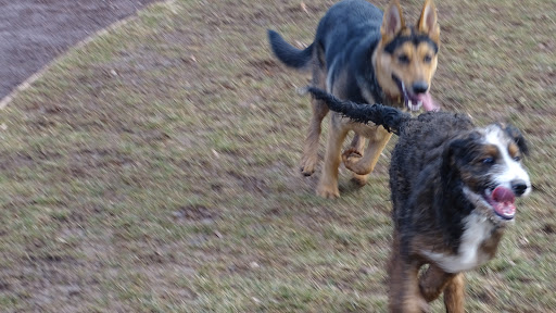 Dog Trainer «Awesome Dawgs Dog Training LLC», reviews and photos, 3052 Pricetown Rd, Temple, PA 19560, USA