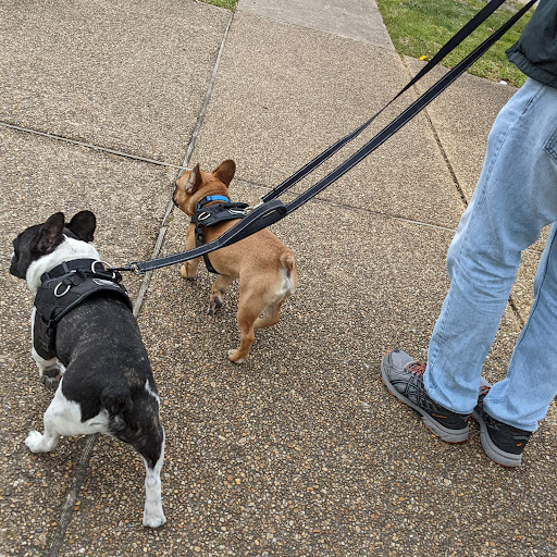 Dog walker Newport News