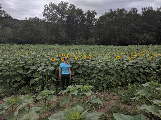 Tourist Attraction «Sussex County Sunflower Maze», reviews and photos, 101 Co Rd 645, Sandyston, NJ 07826, USA