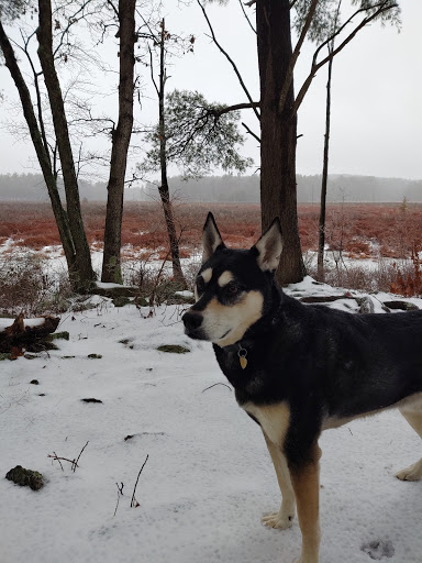 State Park «Lowell-Dracut-Tyngsborough State Forest», reviews and photos, Trotting Park Rd, Dracut, MA 01826, USA
