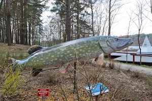 Park Freshwater Fish image