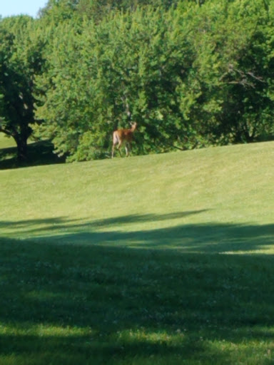 Public Golf Course «Orono Public Golf Course», reviews and photos, 265 Orono Orchard Rd S, Wayzata, MN 55391, USA