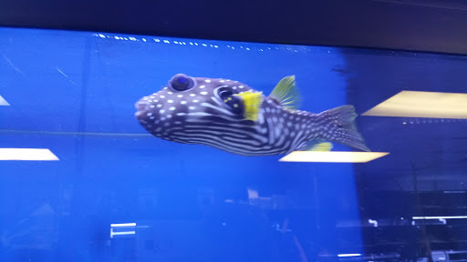 Tropical Fish Store «Manhattan Aquariums», reviews and photos, 522 W 37th St, New York, NY 10018, USA