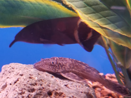 Pet Store «V.I. Pets», reviews and photos, 11975 E Lakewood Blvd, Holland, MI 49424, USA