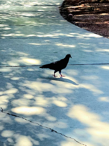 Park «W. Wayne Bunker Family Park», reviews and photos, 7351 W Alexander Rd, Las Vegas, NV 89129, USA