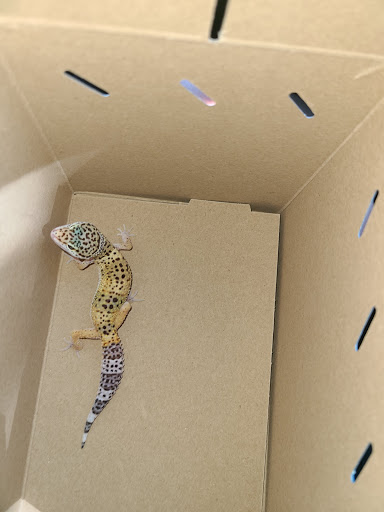 Pet Supply Store «Petco Animal Supplies», reviews and photos, 3454 Palmer Dr #7a, Cameron Park, CA 95682, USA