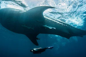 Solo Buceo Cancun image