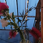 Photo n°1 de l'avis de flora.e fait le 09/05/2023 à 09:20 sur le  𝗥𝗼𝘀'𝗲 𝗠𝗮𝗿𝗶 𝗙𝗮𝗿𝗺 & 𝗚𝗿𝗲𝗲𝗻𝗵𝗼𝘂𝘀𝗲 𝗥𝗶𝘀𝘁𝗼𝗿𝗮𝗻𝘁𝗲 à Oristano