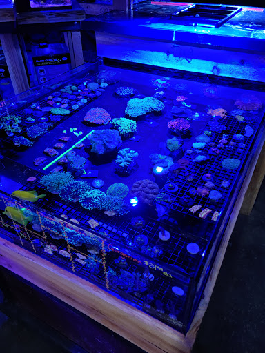Tropical Fish Store «Elite Reef», reviews and photos, 8410 Wadsworth Blvd F, Arvada, CO 80003, USA