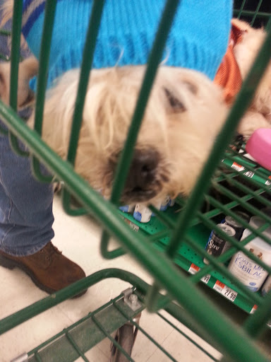 Pet Supply Store «Pet Supplies Plus», reviews and photos, 2201 US-281, Marble Falls, TX 78654, USA