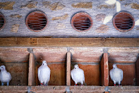 Photos du propriétaire du Restaurant Les Pigeons du Mont Royal - Élevage de pigeons - Ferme Auberge à Lombers - n°5