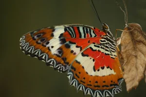 Taman Kupu-kupu Gita Persada image