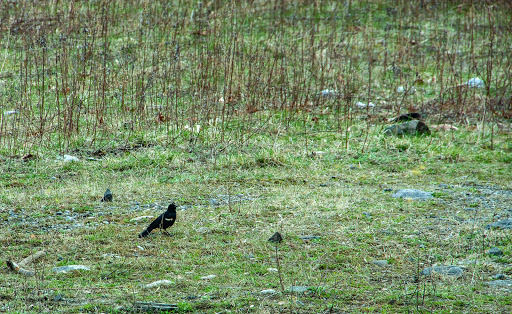 Park «Sprain Ridge Park», reviews and photos, 149 Jackson Ave, Hastings-On-Hudson, NY 10706, USA