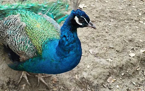 Isfahan Birds Garden image