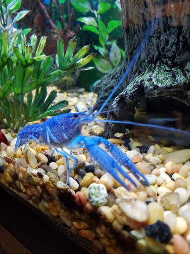 Pet Store «Aquarium & Reef Center», reviews and photos, 231 Del Prado Blvd, Cape Coral, FL 33990, USA