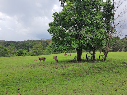 เขตรักษาพันธุ์สัตว์ป่าภูเขียว Phu Khiao Wildlife Reserve