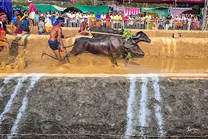 Katapadi Beedu Kambala Field image
