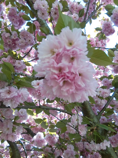 Supermarket «Stop & Shop», reviews and photos, 424 Raritan Ave, Highland Park, NJ 08904, USA