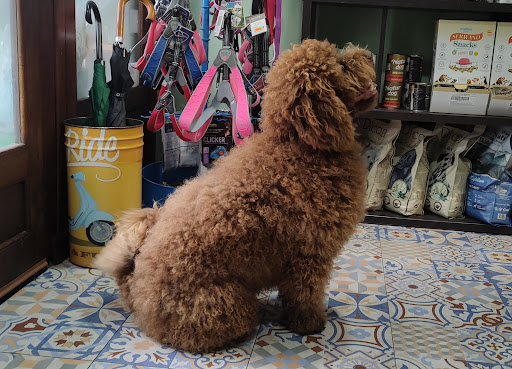 Asturalia Boutique y Peluqueria para mascotas - Arriondas