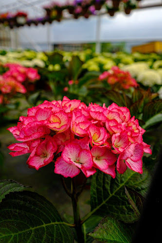 Opinii despre Gospodarstwo ogrodnicze în Łosice - Ogrodnik