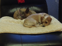 Camp Run-A-Mutt San Marcos - Photo 4 - Car repair in San Marcos, CA, Oceanside