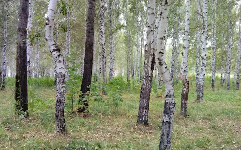 Birch Grove image