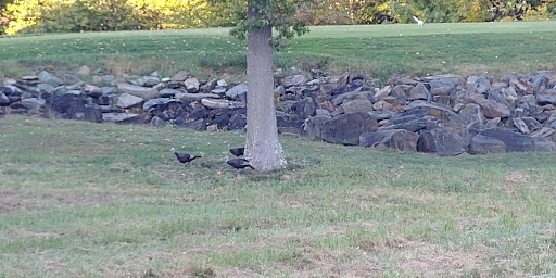 Golf Course «Bulle Rock Golf Course», reviews and photos, 320 Blenhiem Ln, Havre De Grace, MD 21078, USA