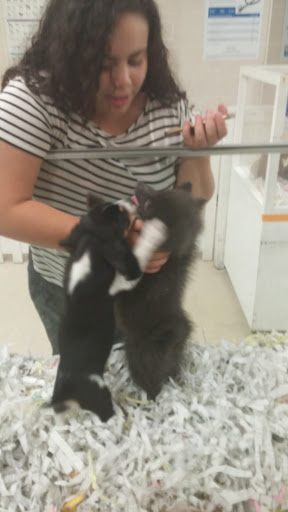 Pet Store «The Puppy Store», reviews and photos, 1163 Merrick Ave, Merrick, NY 11566, USA
