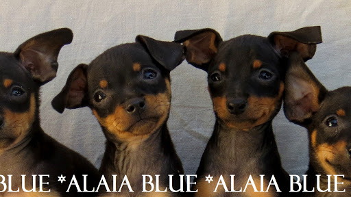 Alaia Blue Pinscher Miniatura y Pug
