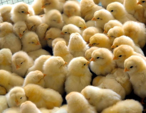 Anadariya Frozen Chicken Store, Djibouti Cl, Wuse, Abuja, Nigeria, Butcher Shop, state Federal Capital Territory