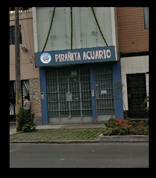 Pirañita Acuario