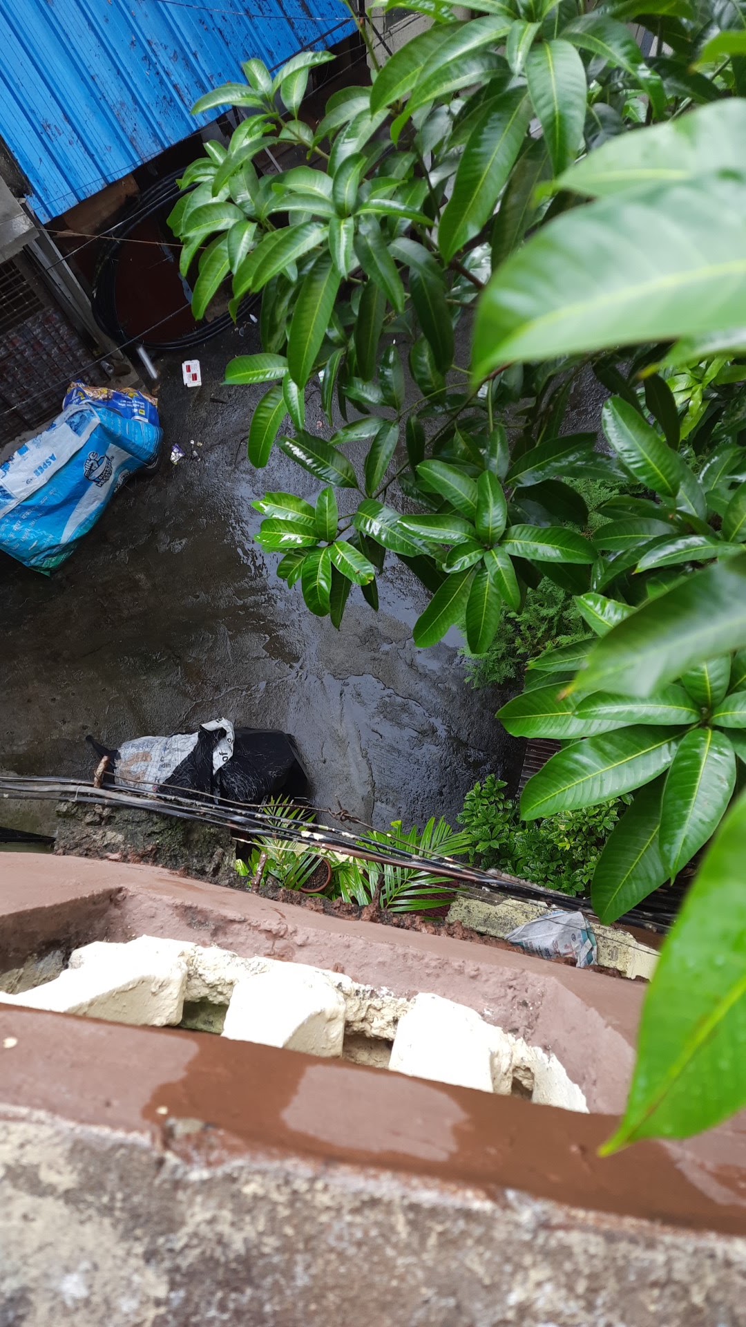 Mohan Nagar