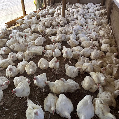 Takis chicken farm